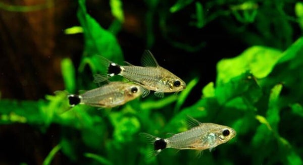 Corydoras hastatus – Dwergpantsermeerval (± 1,5 cm)