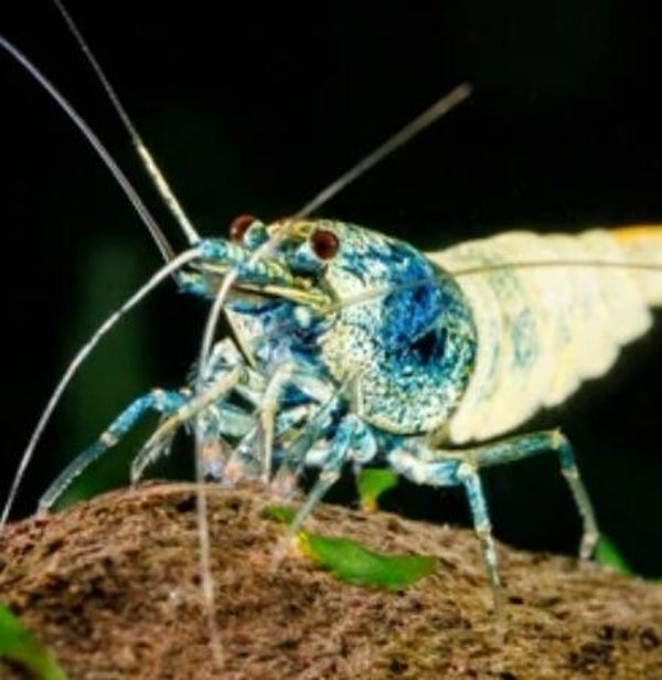Blue Bolt King Kong (Caridina) Shrimp op gewoon leidingwater