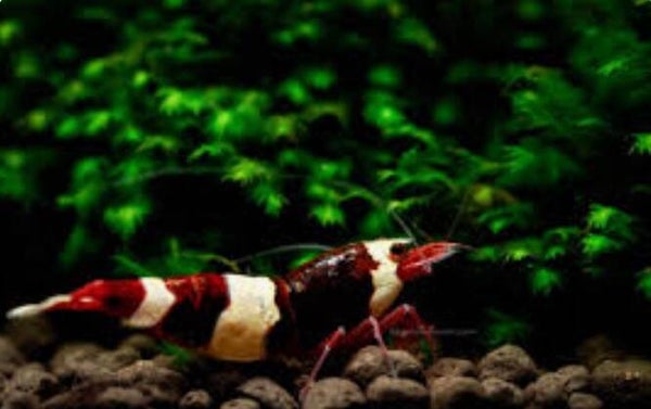 Dark Red Wine King Kong Shrimp (Caridina) op gewoon leidingwater