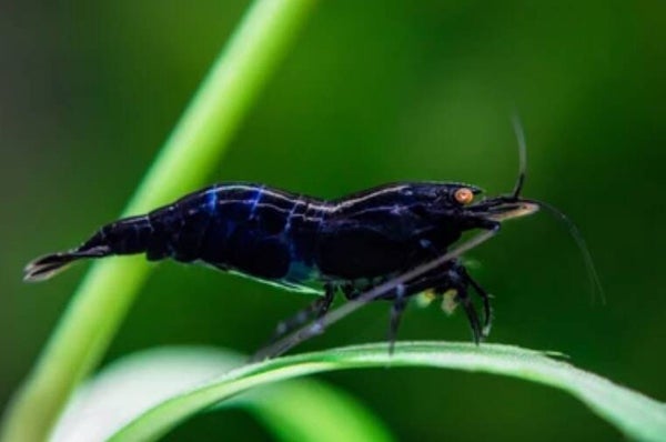 Blue Tiger Shrimp Caridina (Wild) – ± 1,5 – 2 cm