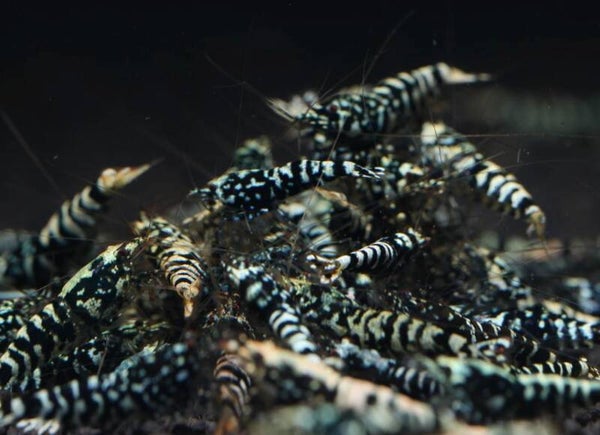 King Galaxy Tiger Caridina Shrimp – ± 1,5 – 2 cm op gewoon leidingwater