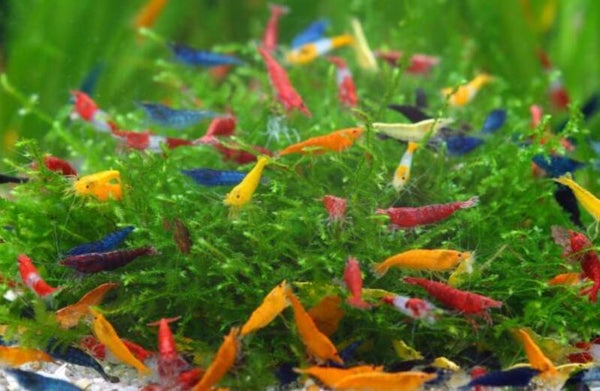Maandaanbieding: Assortiment Color Shrimps Mix – Neocaridina soorten