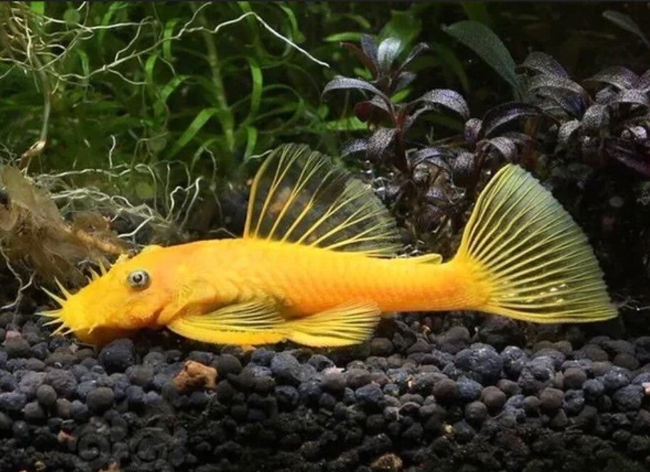 L144 - Ancistrus Temminckii gold blue eyes 3-4 cm