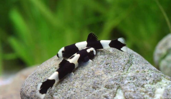 Yaoshania pachychilus – Panda Modderkruiper 2-4 cm