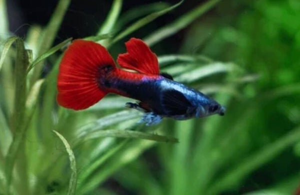 Poecilia Reticulata Neon Tuxedo man