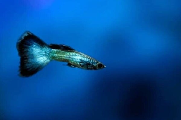 Guppy Blue Neon Man