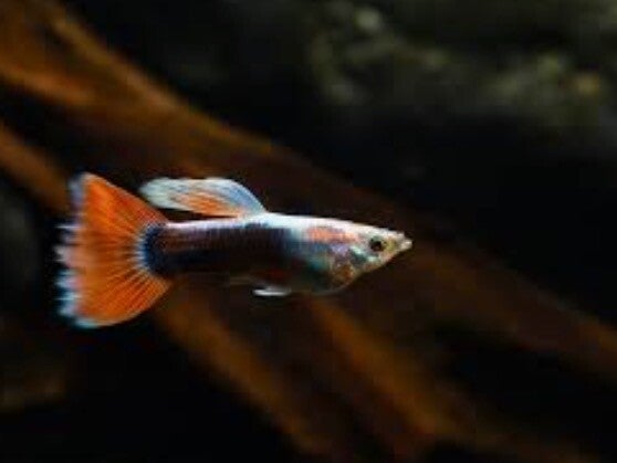 Poecilia Reticulata Neon Tuxedo man
