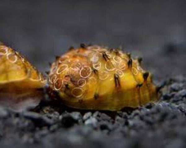 King Koopa Snail – Neritina juttingae