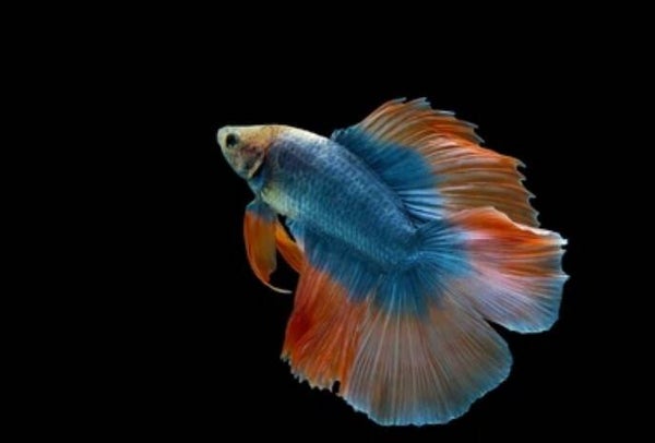Double Tail Fighting Fish – Betta splendens