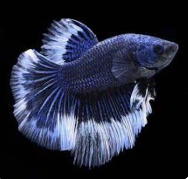 Betta-LT Male SD White Seam (Butterfly)