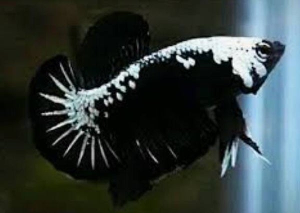 Betta-RT Plakat Samurai Black Male