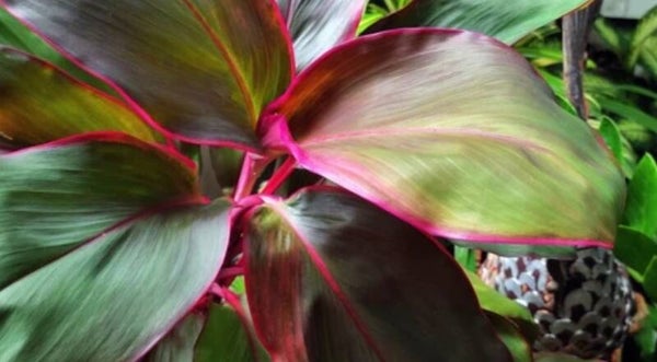 Cordyline Red Edge – Kleurrijke blikvanger voor paludarium en terrarium
