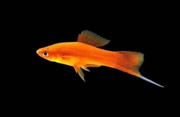Xiphophorus hellerii - Zwaarddrager Calico Red