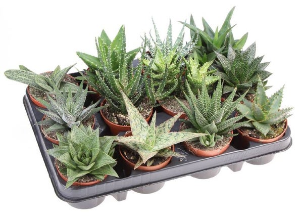Aloë & Haworthia Mix – Potmaat 8,5 cm