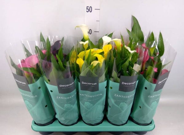 Zantedeschia Mix (Calla) – Potmaat 12 cm