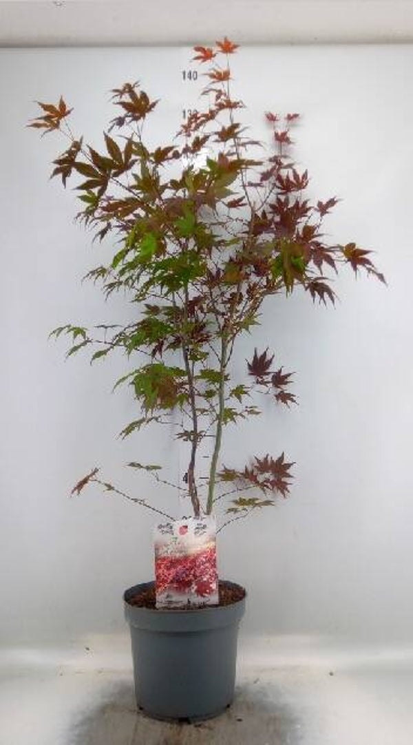 Acer palmatum 'Atropurpureum' 130 cm!