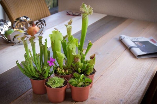Vleesetende Planten Mix – Potmaat 8,5 cm