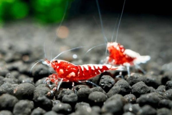 Red Galaxi Caridina garnalen 0,8-1,2 cm