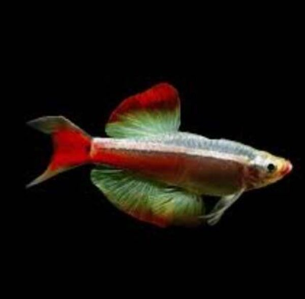Tanichthys albonubes  Chinese danio - White Cloud Mountains Longfin – 1,5-2 cm