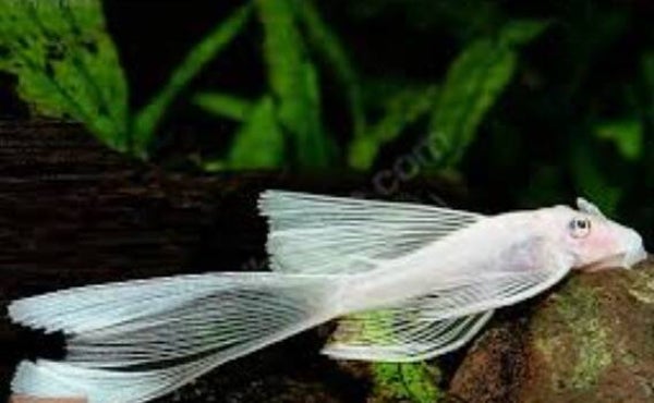 Ancistrus sp. L144 Snow White Long Fin – 3-3,5 cm