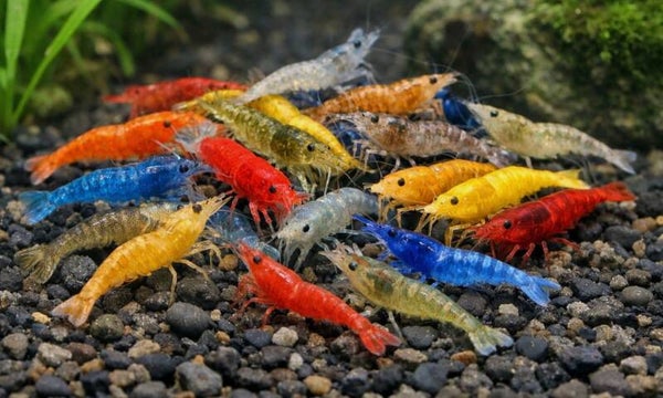 Assortiment Color Neocaridina Mix – 20 stuks voor slechts € 44,95