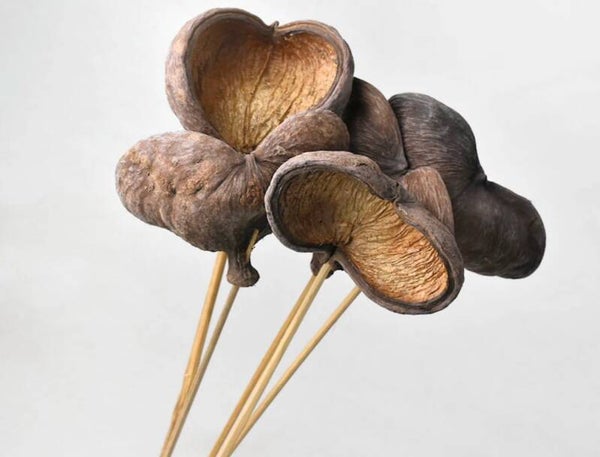 Badam op Steel 50 cm – Natuurlijke decoratie en schuilplaats