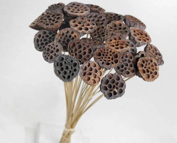 Lotus op Steel – Natuurlijke schuilplaats voor garnalen en kleine visjes 50 cm
