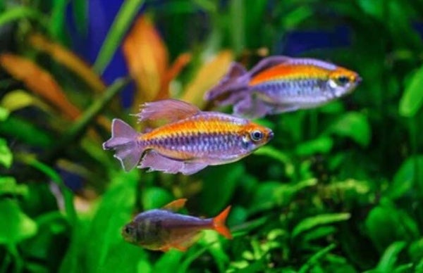 Tetra Congo (3 cm) - Phenachogrammus interuptus