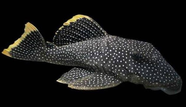 L081 Pleco Baryancistrus sp. 7-8 cm
