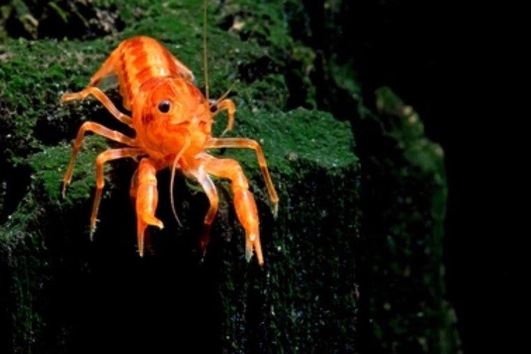 De mooiste CPO Oranje dwergkreeftje "Cambarellus patzcuarensis "