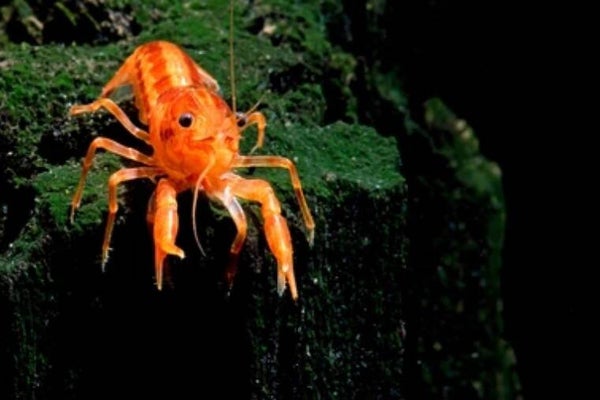 De mooiste CPO Oranje dwergkreeftje "Cambarellus patzcuarensis "