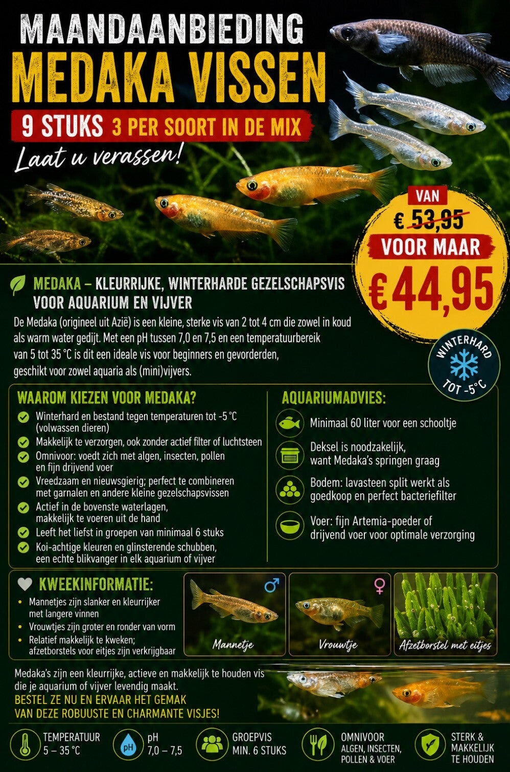 Aanbieding: Medaka (vijver) visjes - Japanse rijstvisjes diverse kleuren