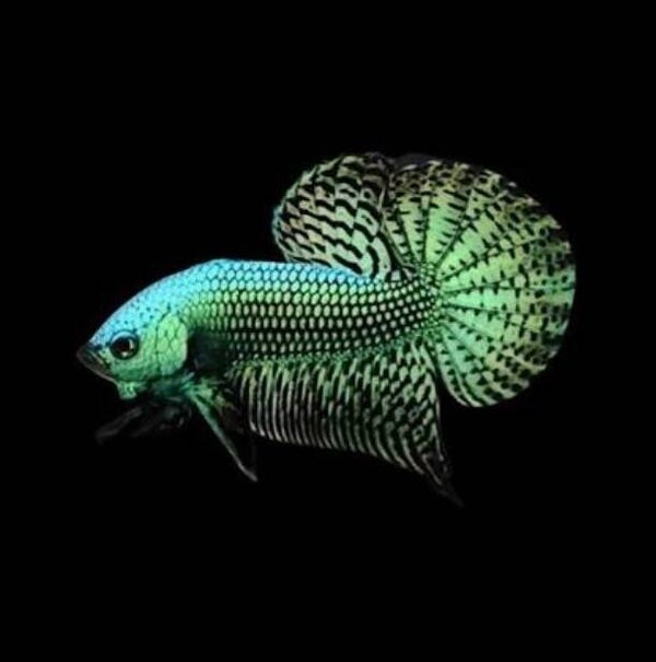 Betta Hybrid Alien Green Male