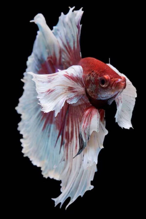 Betta Piedbald Metallic Roundtail Male
