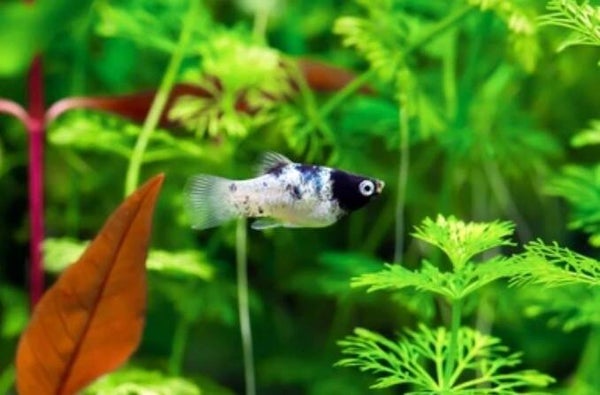 Xiphophorus maculatus-Platy Panda -Coral Red - Mix Platy's random