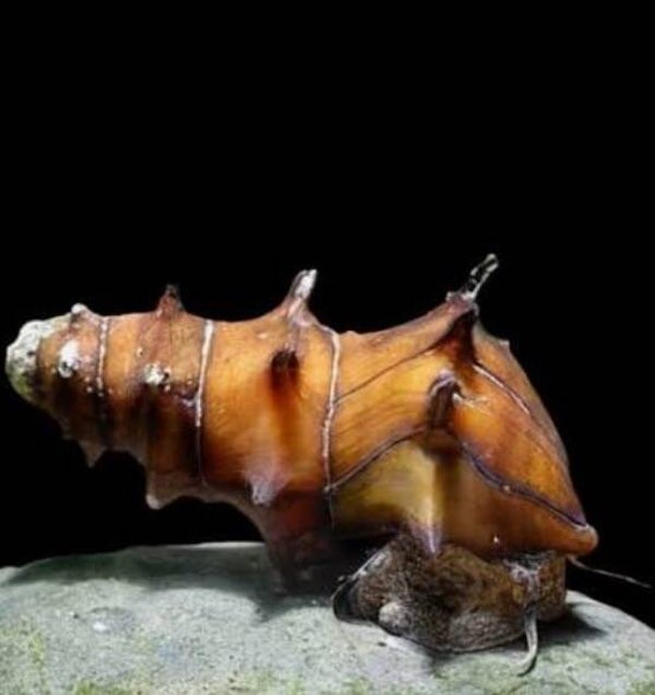 Snail Giant Pagoda Chao Phraya - Brotia herculea