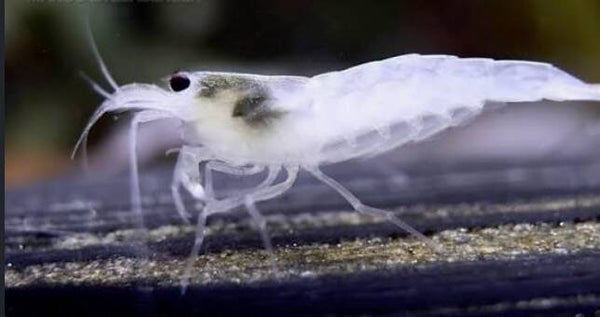 Snow White Amano garnalen 1,8 - 2,2 cm - Caridina shrimp