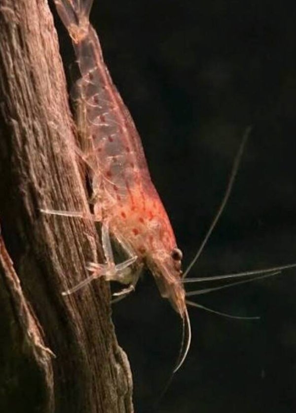 Sunset Red Amano garnalen 1,8-2,2 cm - Sunset Caridina shrimp