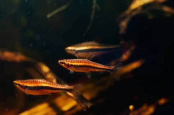 Nannostomus beckfordi 'Red' – Rode Beckford Potloodvis