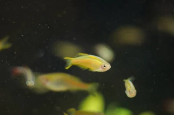Danio choprae – Glowlight Danio