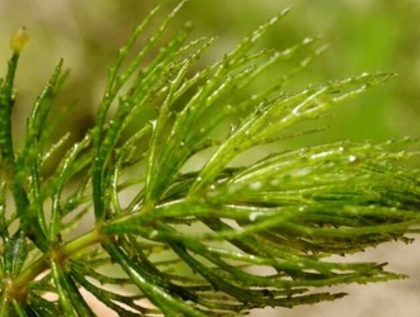 Hoornblad – Ceratophyllum demersum per bosje van enkele stengels
