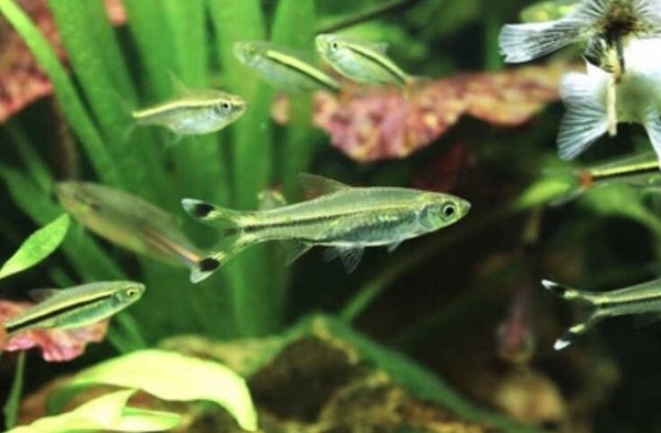 Rasbora trilineata Scissortail – Schaarstaart Rasbora
