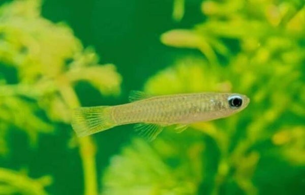 Aplocheilichthys normani – Norman's Lampeye (Blue Eye)