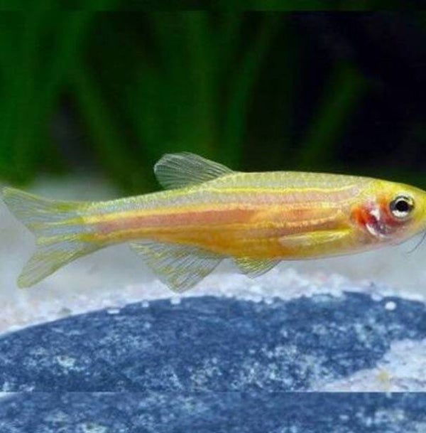 Brachydanio rerio Danio Golden
