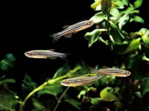 Brachydanio rerio Danio Zebra