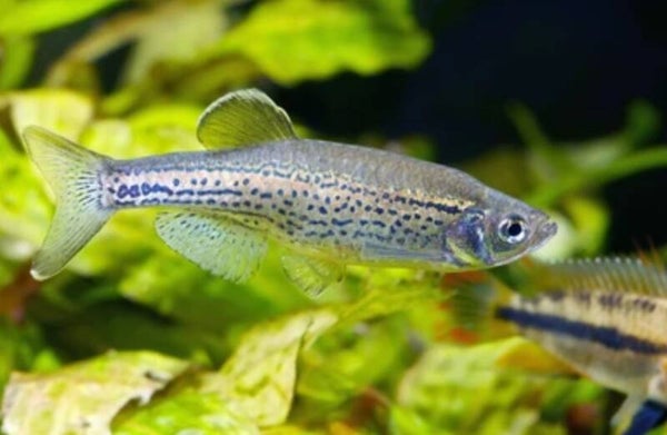 Brachydanio frankei  Danio leopard