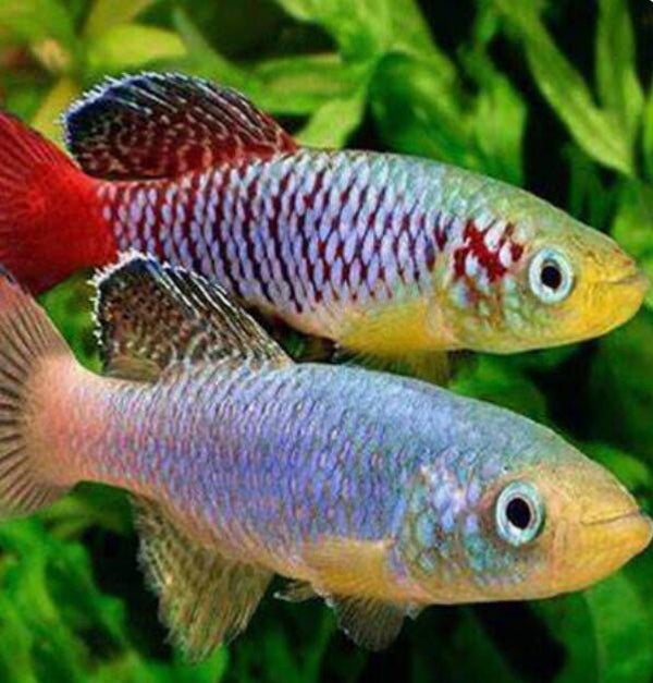 Nothobranchius guentheri  Guenther's Red Tail Killifish (Male)