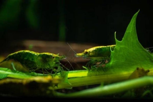 Green Jade Grade A Male