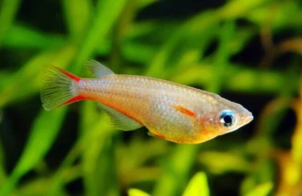 Woworae Medaka Rice Fish 3 cm
