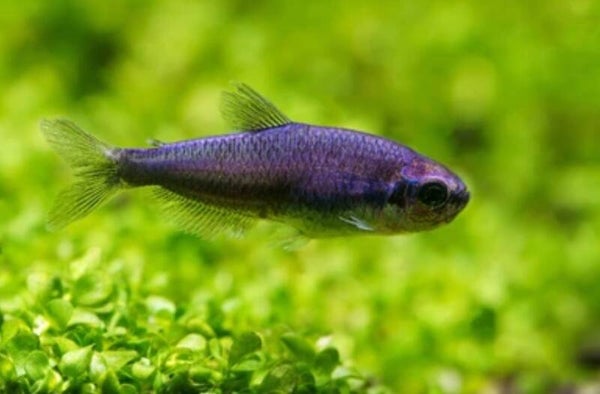 Tetra Blue Emperor (Inpaichthys kerri)
